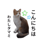 天草MFの保護猫たち（個別スタンプ：7）