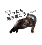 天草MFの保護猫たち（個別スタンプ：8）