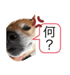 平蔵のコメント（個別スタンプ：2）