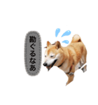 平蔵のコメント（個別スタンプ：5）