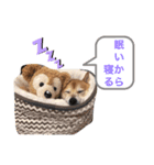 平蔵のコメント（個別スタンプ：6）