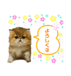 生きてるだけで偉いペルシャ猫 ぽんず（個別スタンプ：1）