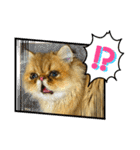 生きてるだけで偉いペルシャ猫 ぽんず（個別スタンプ：2）