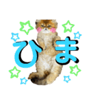 生きてるだけで偉いペルシャ猫 ぽんず（個別スタンプ：4）