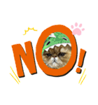 生きてるだけで偉いペルシャ猫 ぽんず（個別スタンプ：5）