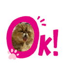 生きてるだけで偉いペルシャ猫 ぽんず（個別スタンプ：6）
