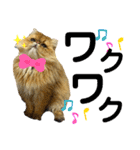 生きてるだけで偉いペルシャ猫 ぽんず（個別スタンプ：9）