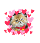 生きてるだけで偉いペルシャ猫 ぽんず（個別スタンプ：11）