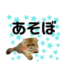 生きてるだけで偉いペルシャ猫 ぽんず（個別スタンプ：12）