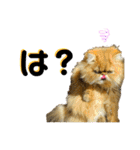 生きてるだけで偉いペルシャ猫 ぽんず（個別スタンプ：13）