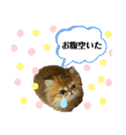 生きてるだけで偉いペルシャ猫 ぽんず（個別スタンプ：16）