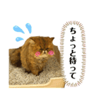 生きてるだけで偉いペルシャ猫 ぽんず（個別スタンプ：17）