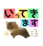 生きてるだけで偉いペルシャ猫 ぽんず（個別スタンプ：18）