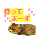 生きてるだけで偉いペルシャ猫 ぽんず（個別スタンプ：19）