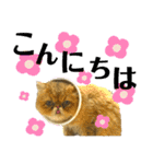 生きてるだけで偉いペルシャ猫 ぽんず（個別スタンプ：20）