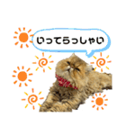 生きてるだけで偉いペルシャ猫 ぽんず（個別スタンプ：21）