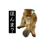 生きてるだけで偉いペルシャ猫 ぽんず（個別スタンプ：22）