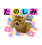生きてるだけで偉いペルシャ猫 ぽんず（個別スタンプ：24）