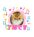 生きてるだけで偉いペルシャ猫 ぽんず（個別スタンプ：27）