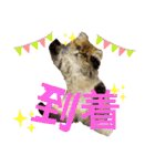 生きてるだけで偉いペルシャ猫 ぽんず（個別スタンプ：28）