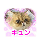 生きてるだけで偉いペルシャ猫 ぽんず（個別スタンプ：29）