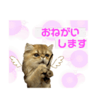 生きてるだけで偉いペルシャ猫 ぽんず（個別スタンプ：30）