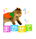 生きてるだけで偉いペルシャ猫 ぽんず（個別スタンプ：31）