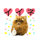 生きてるだけで偉いペルシャ猫 ぽんず（個別スタンプ：32）