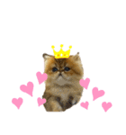 生きてるだけで偉いペルシャ猫 ぽんず（個別スタンプ：34）