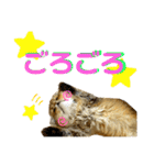生きてるだけで偉いペルシャ猫 ぽんず（個別スタンプ：36）