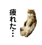 生きてるだけで偉いペルシャ猫 ぽんず（個別スタンプ：37）