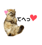 生きてるだけで偉いペルシャ猫 ぽんず（個別スタンプ：38）