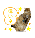 生きてるだけで偉いペルシャ猫 ぽんず（個別スタンプ：39）