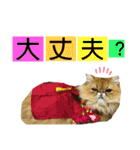 生きてるだけで偉いペルシャ猫 ぽんず（個別スタンプ：40）