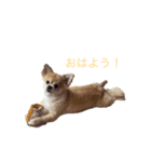 おまめの日常。（個別スタンプ：1）