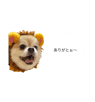 おまめの日常。（個別スタンプ：3）