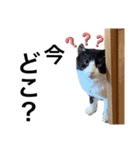 ハチワレぼんくん2（個別スタンプ：23）