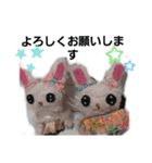 うささちゃんスタンプ2（個別スタンプ：4）