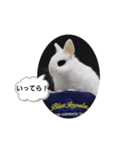ホトがいっぱい（個別スタンプ：1）