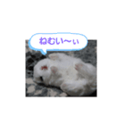 ホトがいっぱい（個別スタンプ：3）