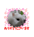 ホトがいっぱい（個別スタンプ：4）