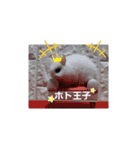 ホトがいっぱい（個別スタンプ：5）