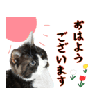 僕、にゃん太！（個別スタンプ：2）