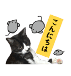 僕、にゃん太！（個別スタンプ：3）