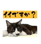 僕、にゃん太！（個別スタンプ：5）