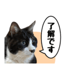僕、にゃん太！（個別スタンプ：7）