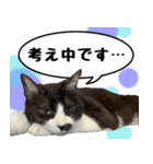 僕、にゃん太！（個別スタンプ：9）