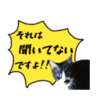 僕、にゃん太！（個別スタンプ：11）
