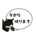 僕、にゃん太！（個別スタンプ：14）