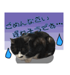 僕、にゃん太！（個別スタンプ：16）